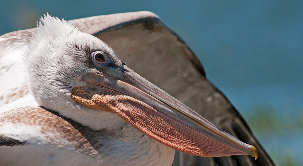 kus-cenneti\nde-kulucka-donemi
