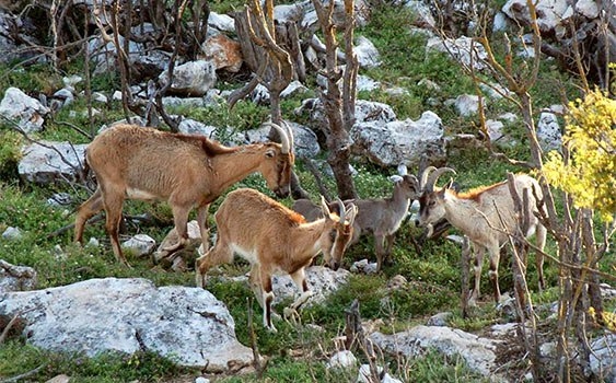 yaban-hayati-bakanlik-ihalesiyle-yok-edilecek