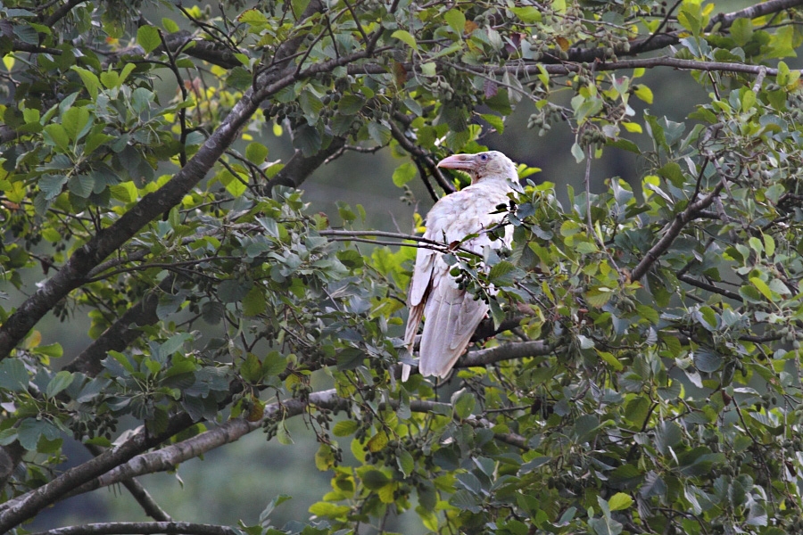 bir-kusun-albino-oldugunu-nasil-anlariz