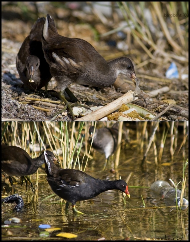 menu-insan-atiklari!