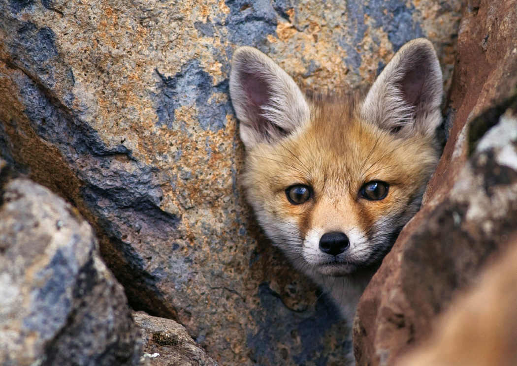 yaban-karacadaga-odul