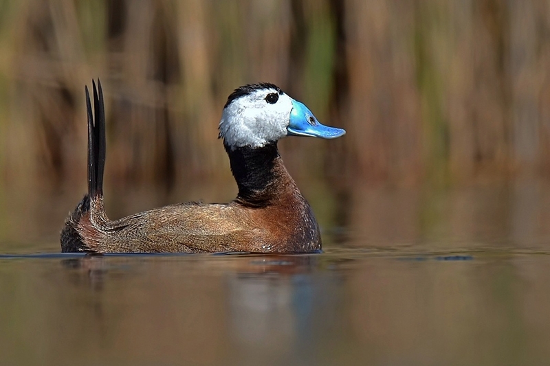 \`kurdun-kusun-hakki\`-korundu
