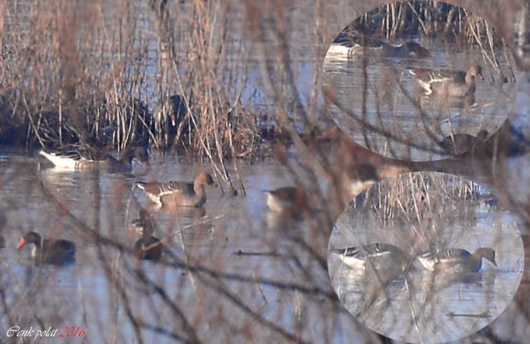 manyas\ta-tarla-kazlari