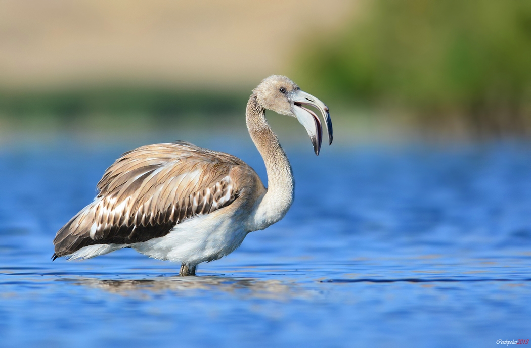 kosks-haberi-ntv-de-