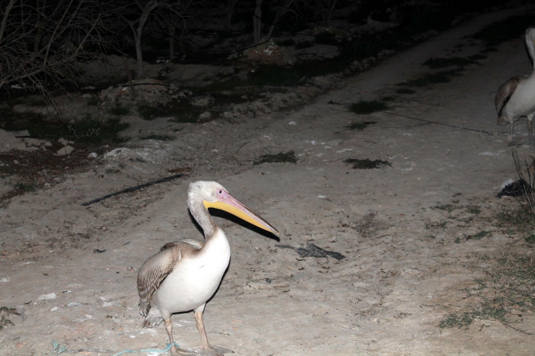 kus-cenneti\nde-yangin