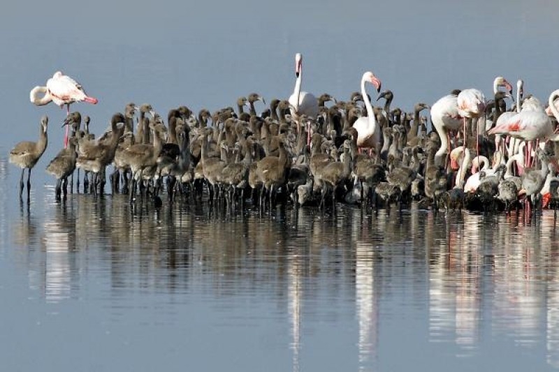 kus-cenneti\nde-flamingo-rekoru