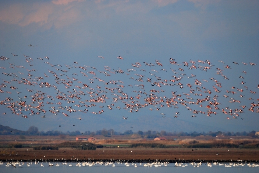 izmir\de-flamingo-rekoru-bu-yil-kentte-17-bin-civarinda-yavru-kanatlanacak