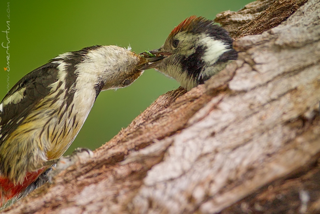 vur-kafani-duvarlara!