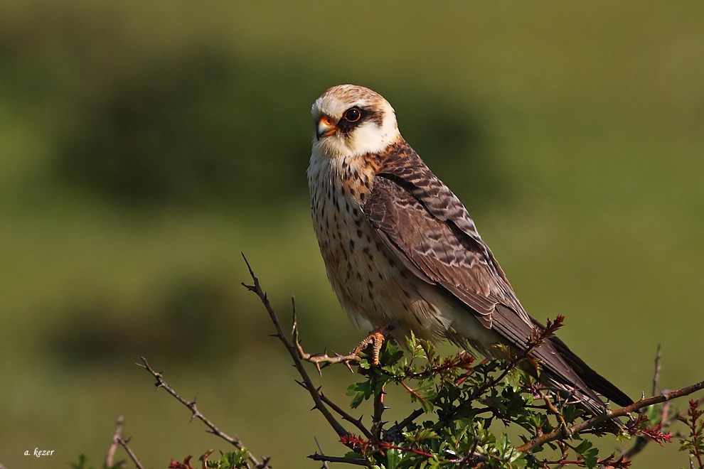 aladogan-icin-ureme-kodu-c13!