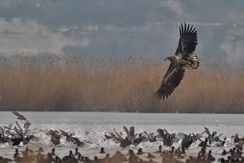 igneadanin-olum-fermani