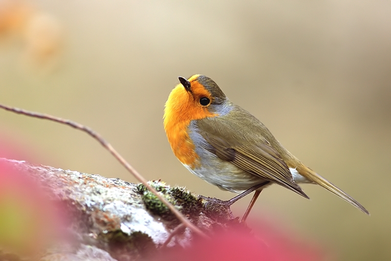 avrupadan-gelen-gencler