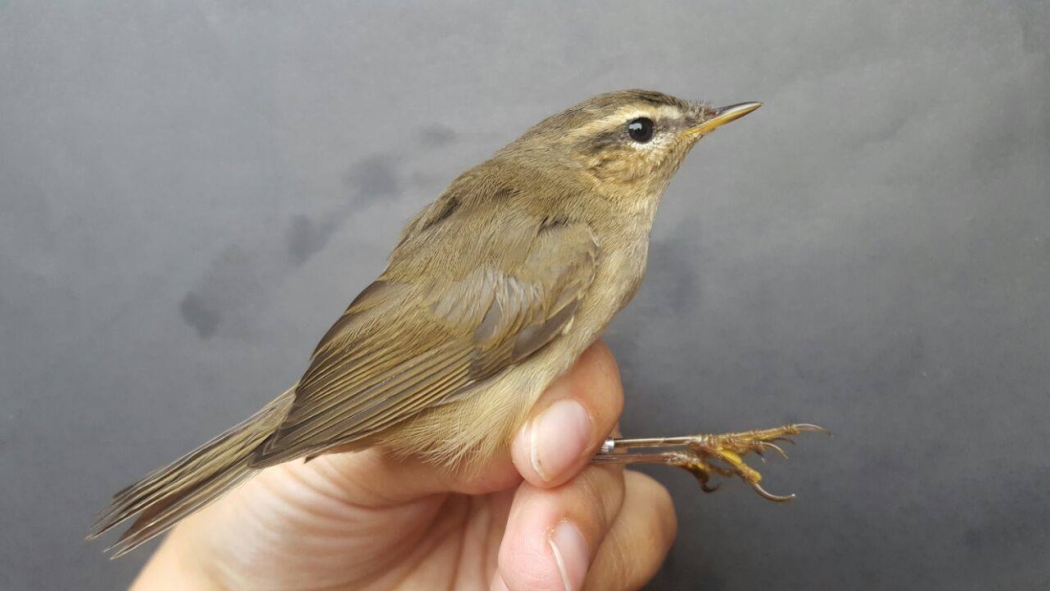 kizilirmak-deltasi-nda-civgin-show!!