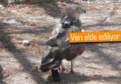 turkiye\de-18-kus-gps-ile-takip-ediliyor