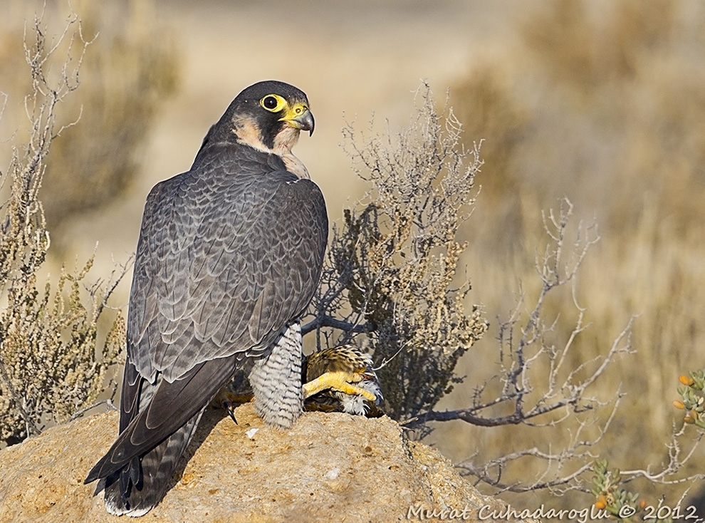 pekin\de-bin-kus-sofralardan-kurtarildi