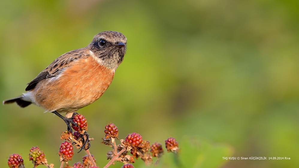 avrupa\nin-gocmen-kuslari-kurtarilabilir-mi