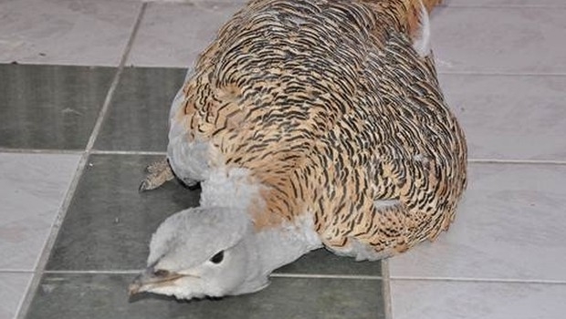 tunceli\de-yarali-toy-kusu-bulundu