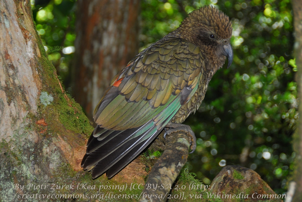 yeni-zelanda\da-kurnaz-kea-kuslari-trafigi-durduruyor