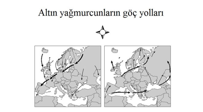 pisa-testinde-kus-sorulari