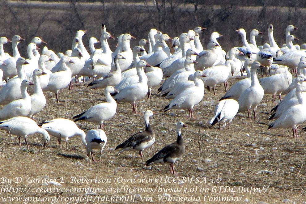 montana\da-binlerce-kaz-maden-alaninda-sulardan-zehirlendi