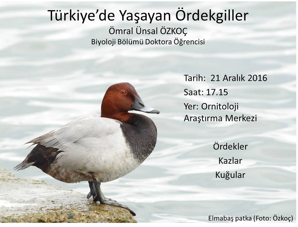 turkiye\de-yasayan-ordekgiller