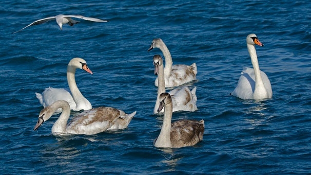 bogaz\in-yeni-misafirleri