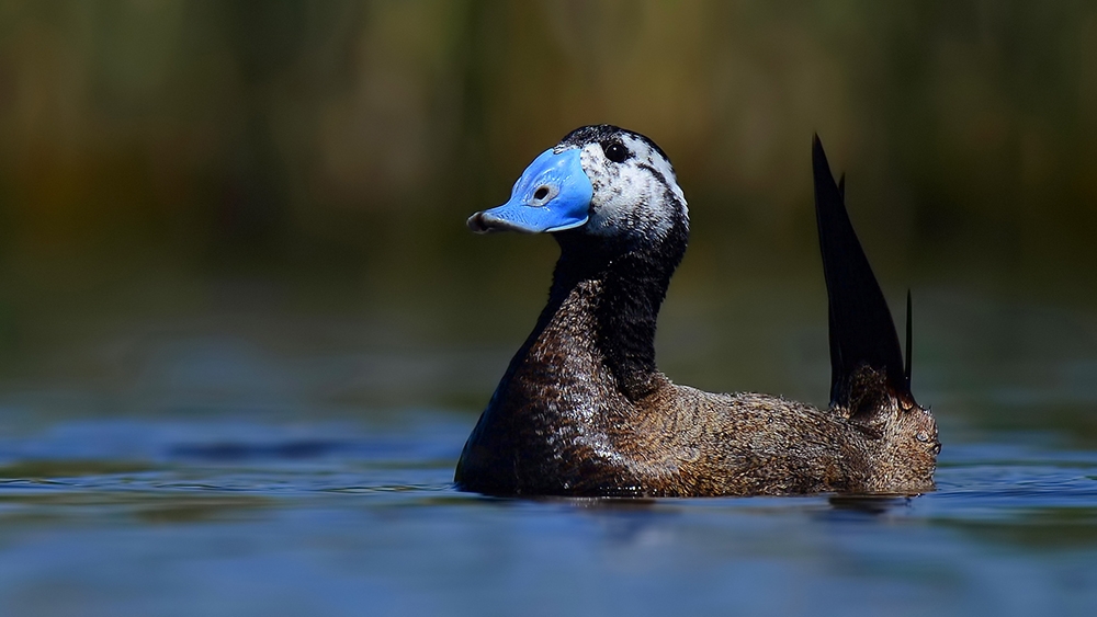 kus-cenneti-milli-parkinda-dikkuyruk-ordek-rekoru!