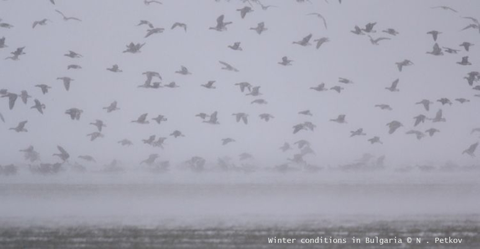 avrupa\da-asiri-hava-kosullarinda-av-yasagi