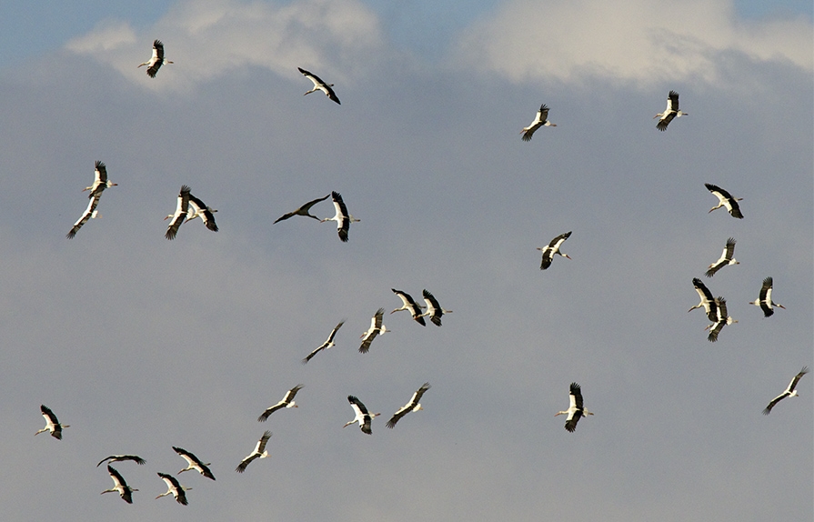 turkiye\de-yasadisi-kus-olumlerini-durdurma-cabalarina-destek
