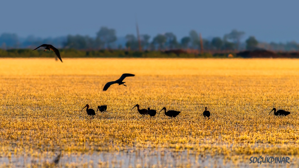 delta\da-kus-populasyonu-artti