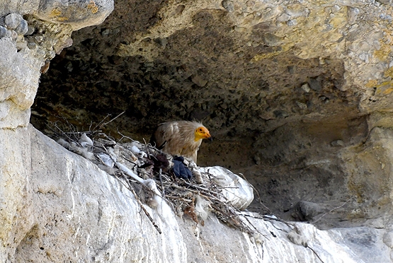 kars\ta-kucuk-akbabalarin-yuvasi-bulundu