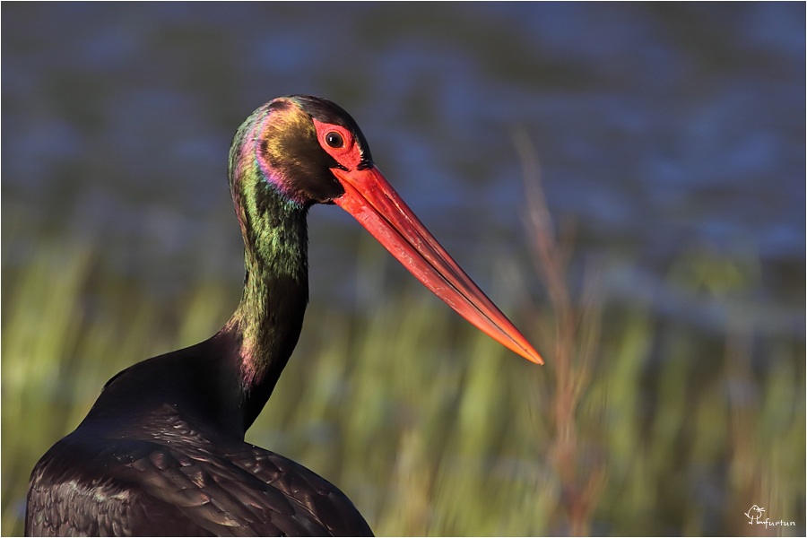 kara-leylekler-afrika\ya-donuyor