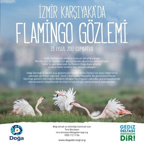 flamingo-gozlemi