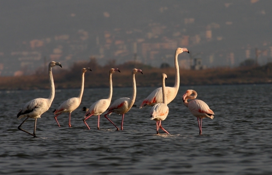 \`kus-oteli\`-konuklari-bu-yil-erken-geldi
