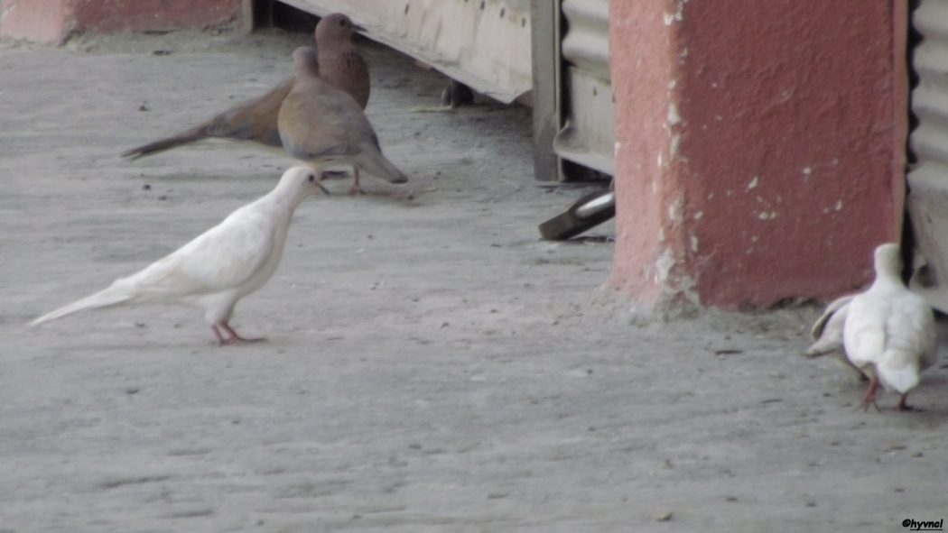 osmaniye\deki-beyaz-kumrularin-sirri-cozuldu