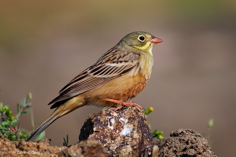 fransa\da-kirazkusu-tabagi-menulerden-kalkabilir