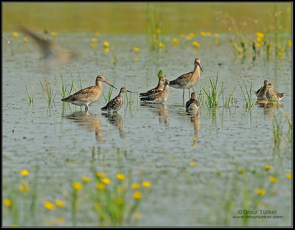 ebird-bilim-gocmen-kus-korumasinda-oncelikler