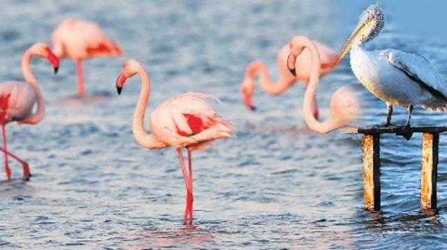 kus-cennetine-can-suyu