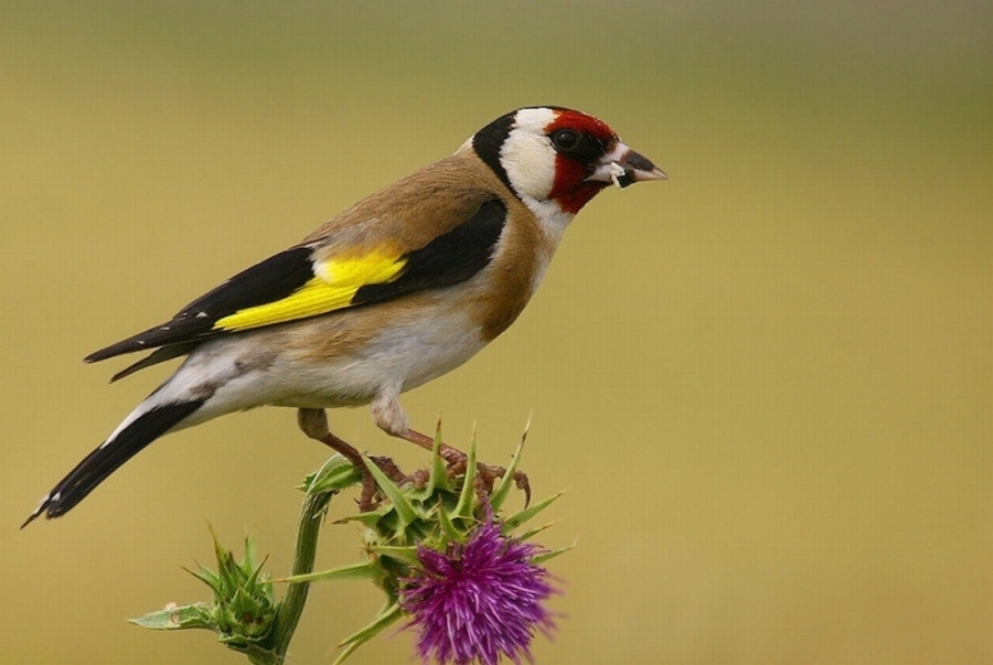 yumurtalik-lagunleri-milli-parki-uzerine