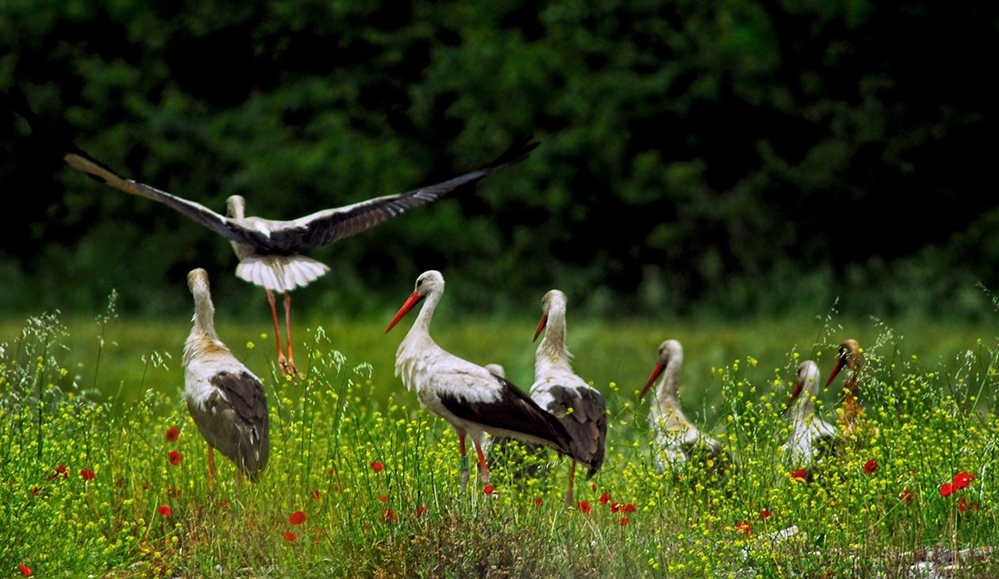 iklim-degisikligiyle-coller-tehlikeli-oluyor-gocmen-kuslar-israil\de-kisliyor