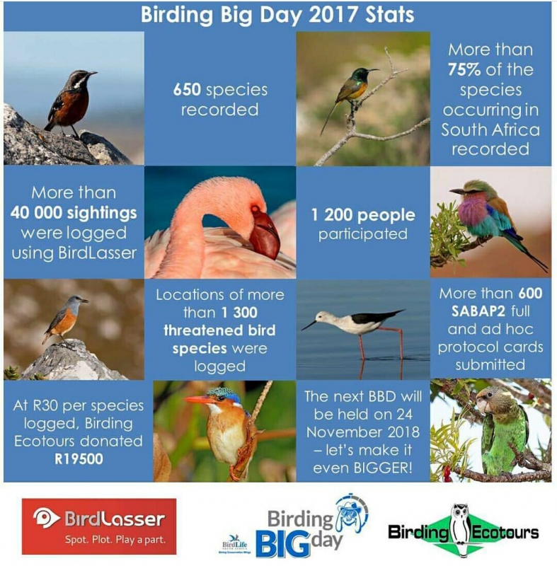 birding-big-day-2017