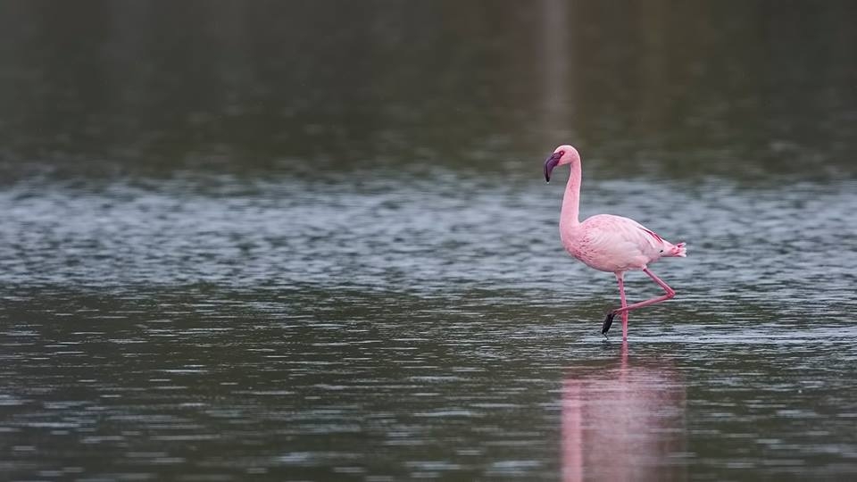 izmirin-flamingolarina-afrikadan-destek