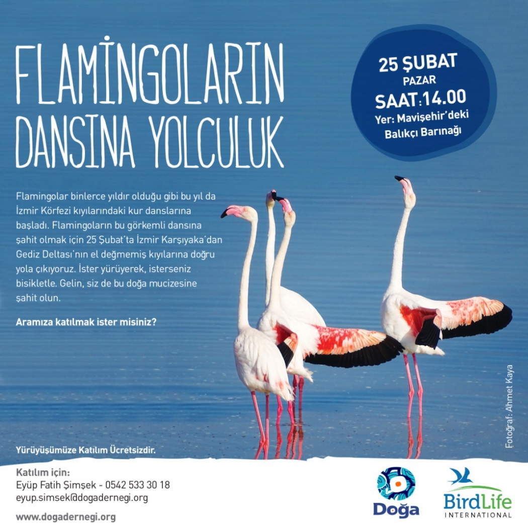 flamingolarin-dansina-yolculuk