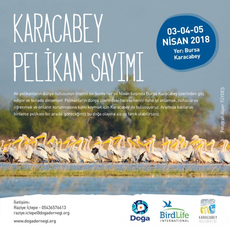 karacabey-pelikan-sayimi