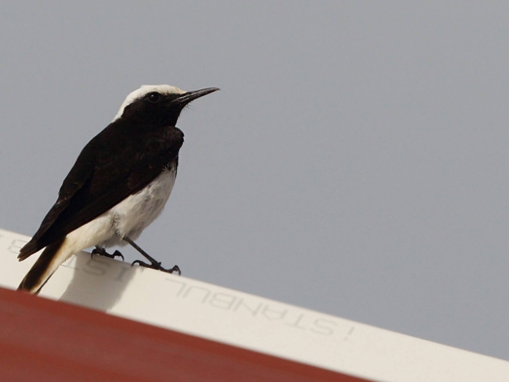 turkiyede-ucuncu-kayit