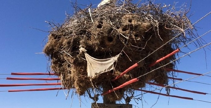 \`gocmen-kuslar-olmesin\`-projesi