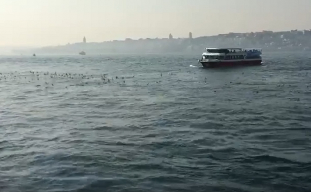 yelkovanlar