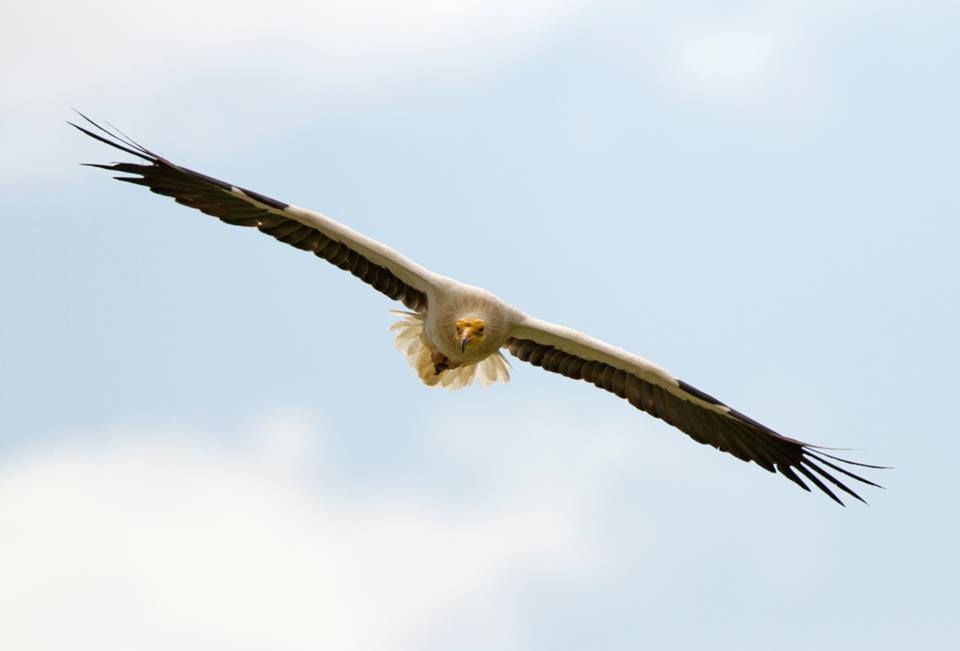 kucuk-akbabalar-afrika\dan-turkiye\ye-ulasti