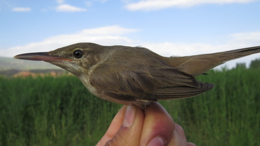 turkiye\de-ilk-!-basra-kamiscini