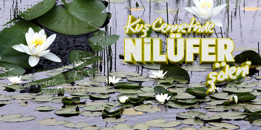 kus-cennetinde-nilufer-soleni-