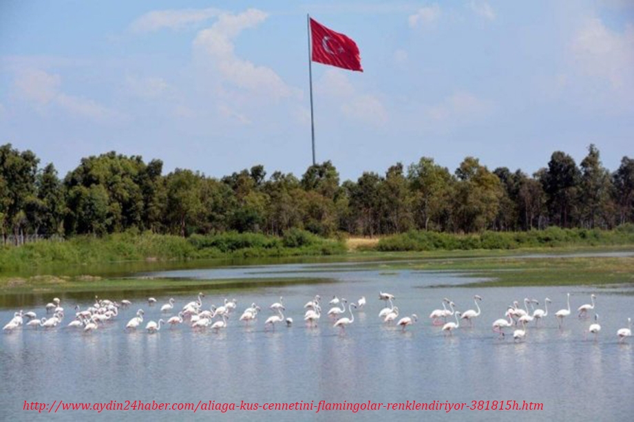 aliaga-kus-cennetini-flamingolar-renklendiriyor